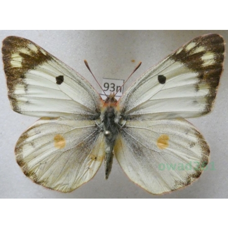 Colias hyale (Linnaeus, 1758) Szlaczkoń siarecznik Poland93n